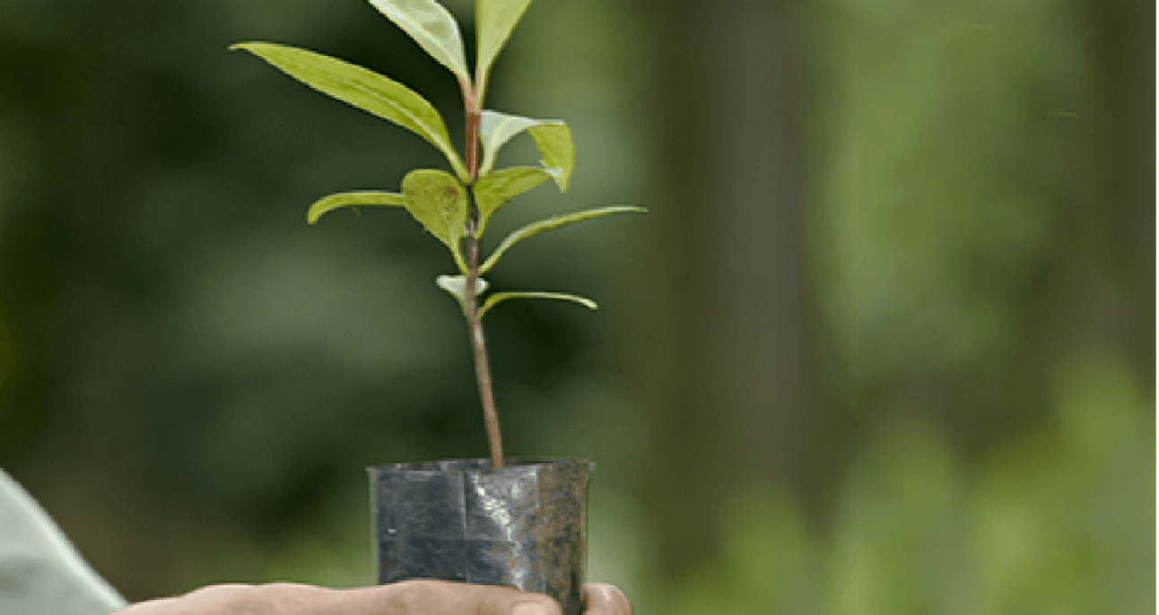 Plantation forest sapling